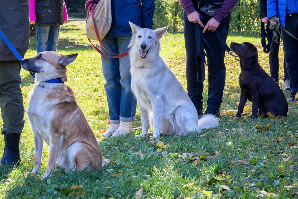 Group of dogs with owners at obedience class